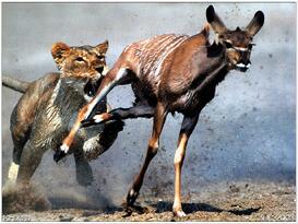 LionChasingGazelle